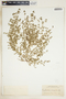Euphorbia serpens image