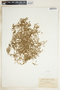 Euphorbia serpens image