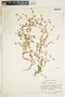 Euphorbia serpens image