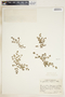 Euphorbia serpens image