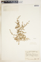Euphorbia serpens image