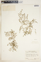 Euphorbia serpens image