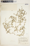 Euphorbia serpens image