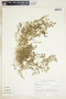 Euphorbia serpens image