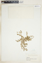Euphorbia serpens image