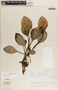Peperomia magnoliifolia image