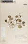 Peperomia magnoliifolia image