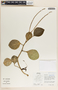 Peperomia magnoliifolia image