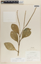 Peperomia magnoliifolia image