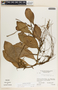 Peperomia magnoliifolia image