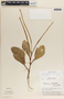 Peperomia magnoliifolia image