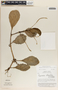 Peperomia magnoliifolia image
