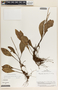 Peperomia magnoliifolia image
