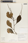 Peperomia magnoliifolia image