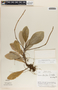 Peperomia magnoliifolia image