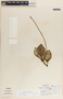 Peperomia magnoliifolia image