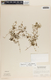 Peperomia tenerrima image