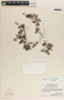 Peperomia tenerrima image