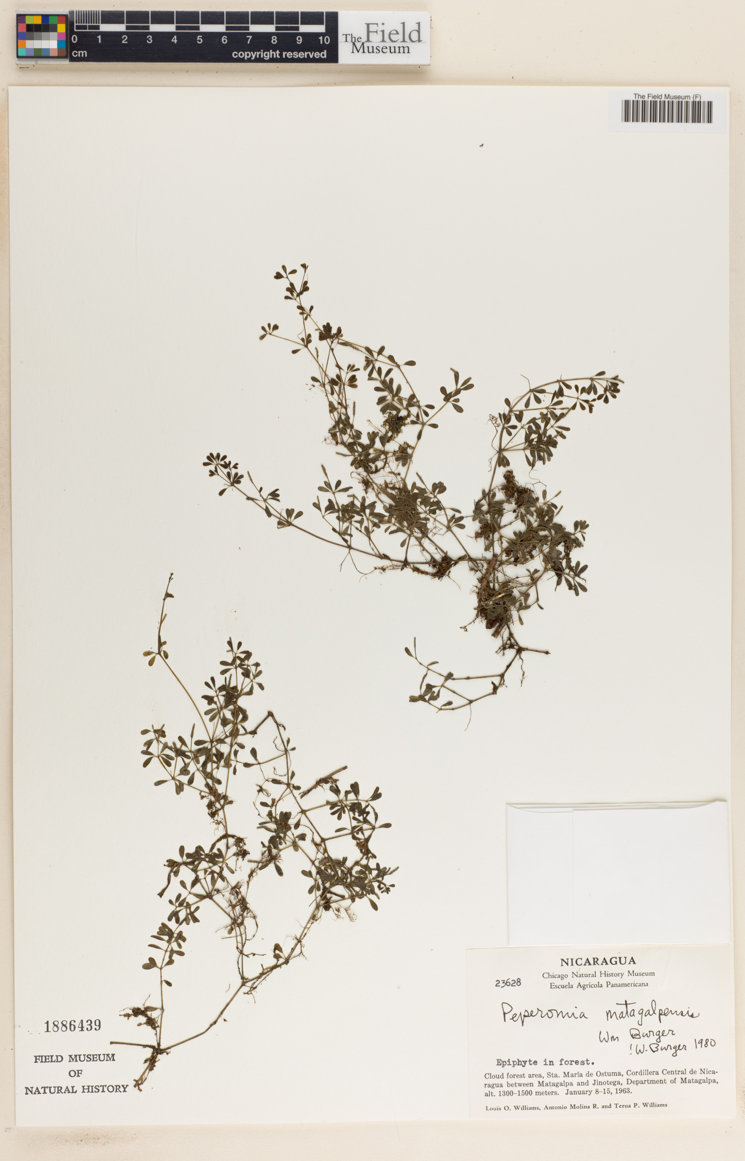 Peperomia tenerrima image