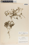 Peperomia tenerrima image
