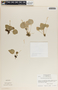 Peperomia galeottiana image