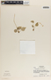 Peperomia galeottiana image