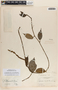 Peperomia naranjoana image