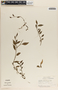 Peperomia glabella image