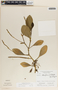 Peperomia obtusifolia image