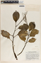 Peperomia obtusifolia image