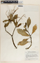 Peperomia obtusifolia image