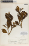 Peperomia obtusifolia image