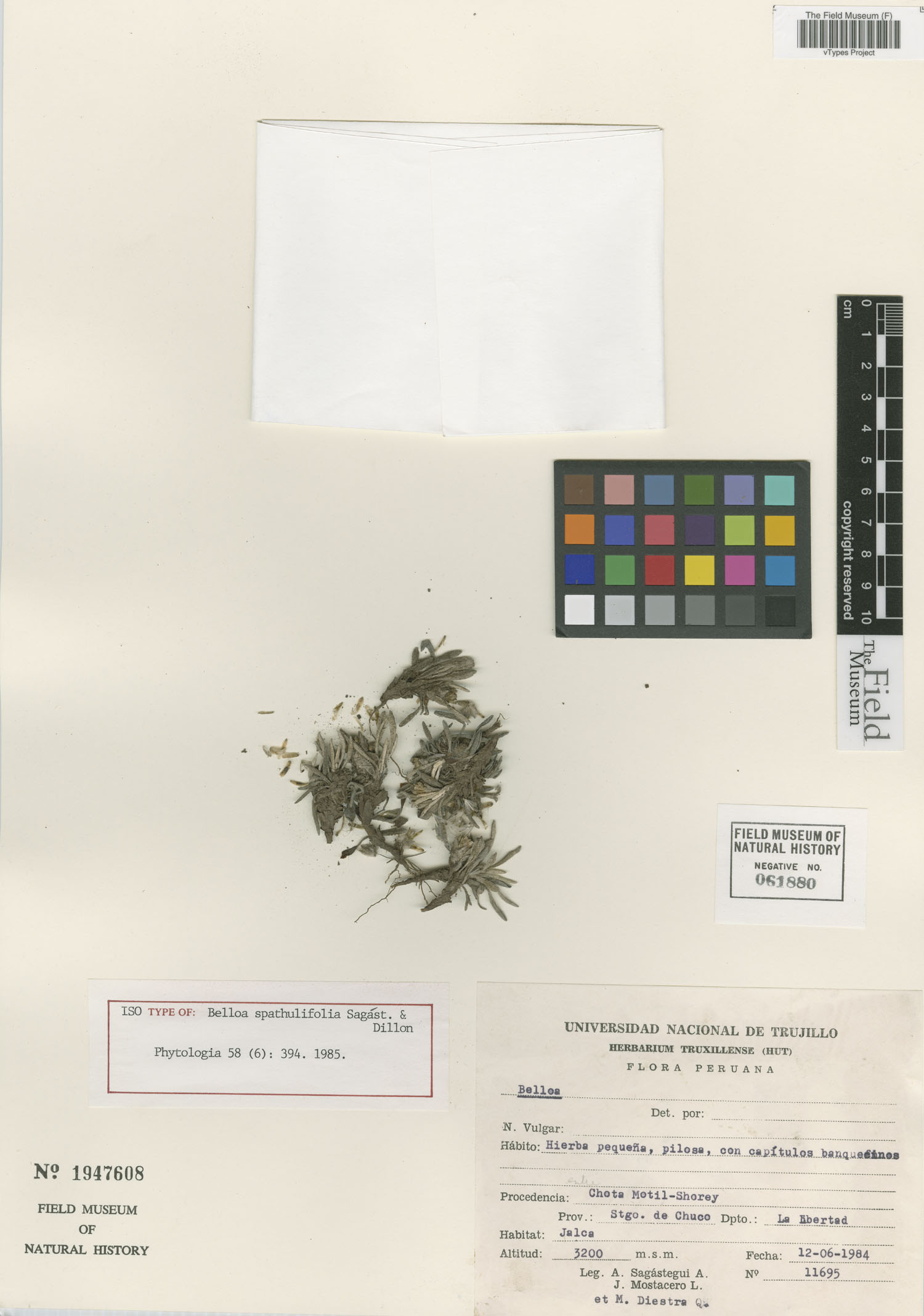 Belloa spathulifolia image