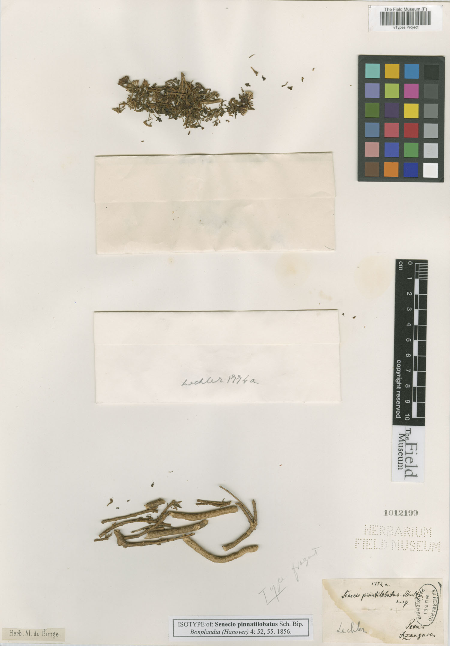 Senecio pinnatilobatus image