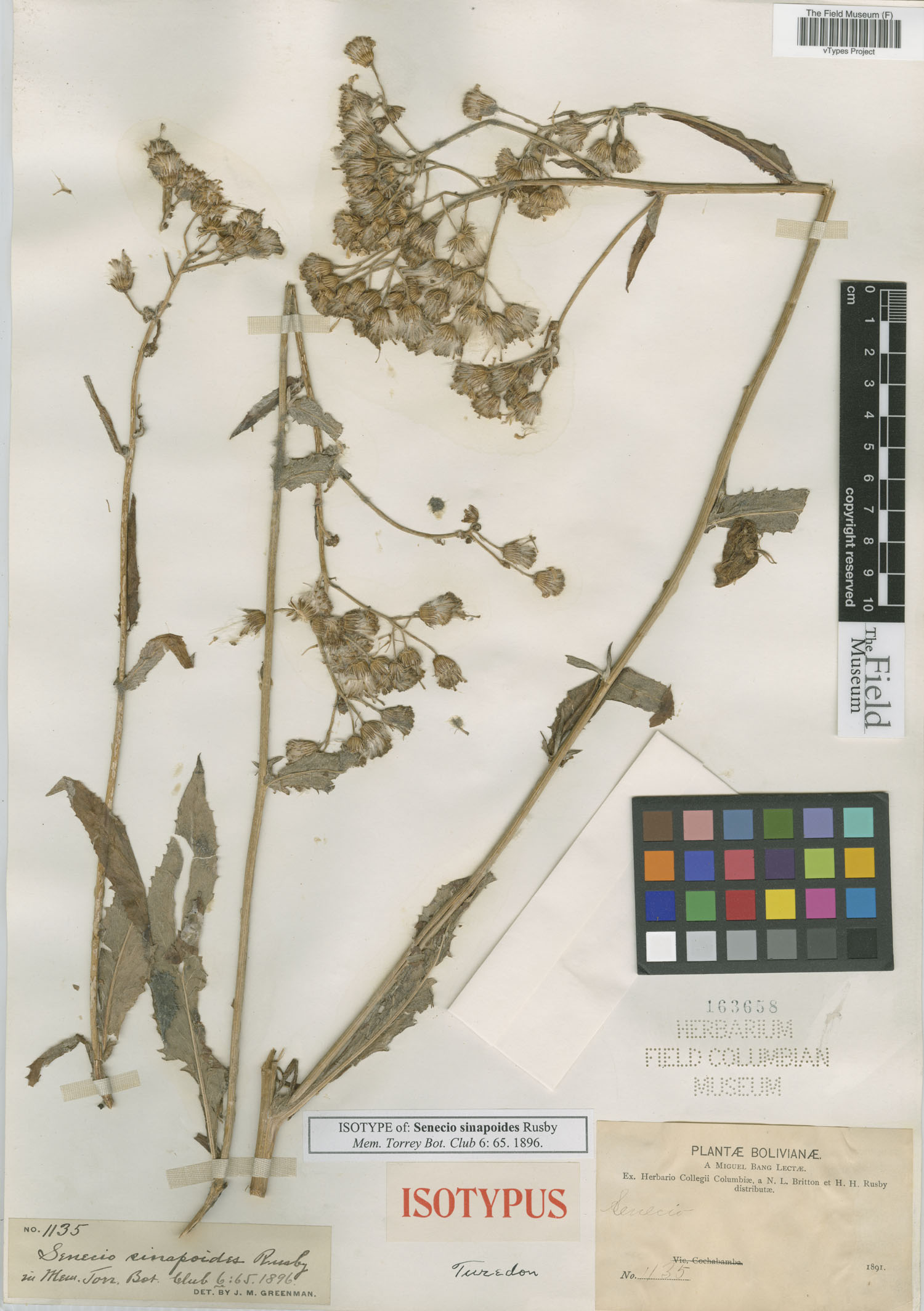 Senecio sinapoides image
