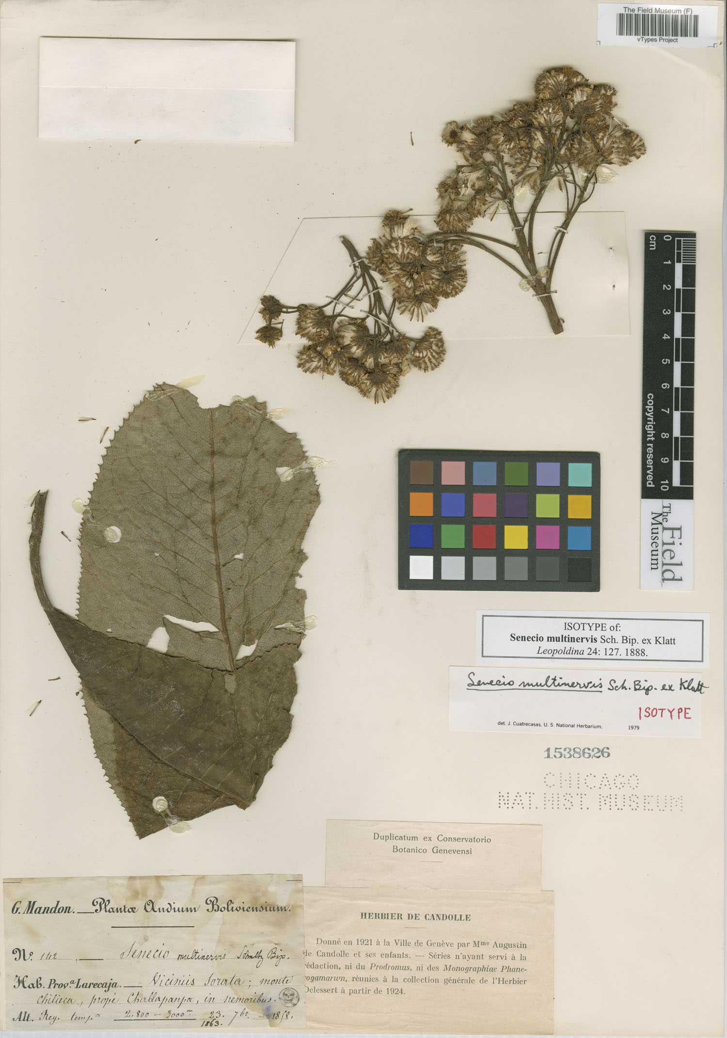 Senecio multinervis image