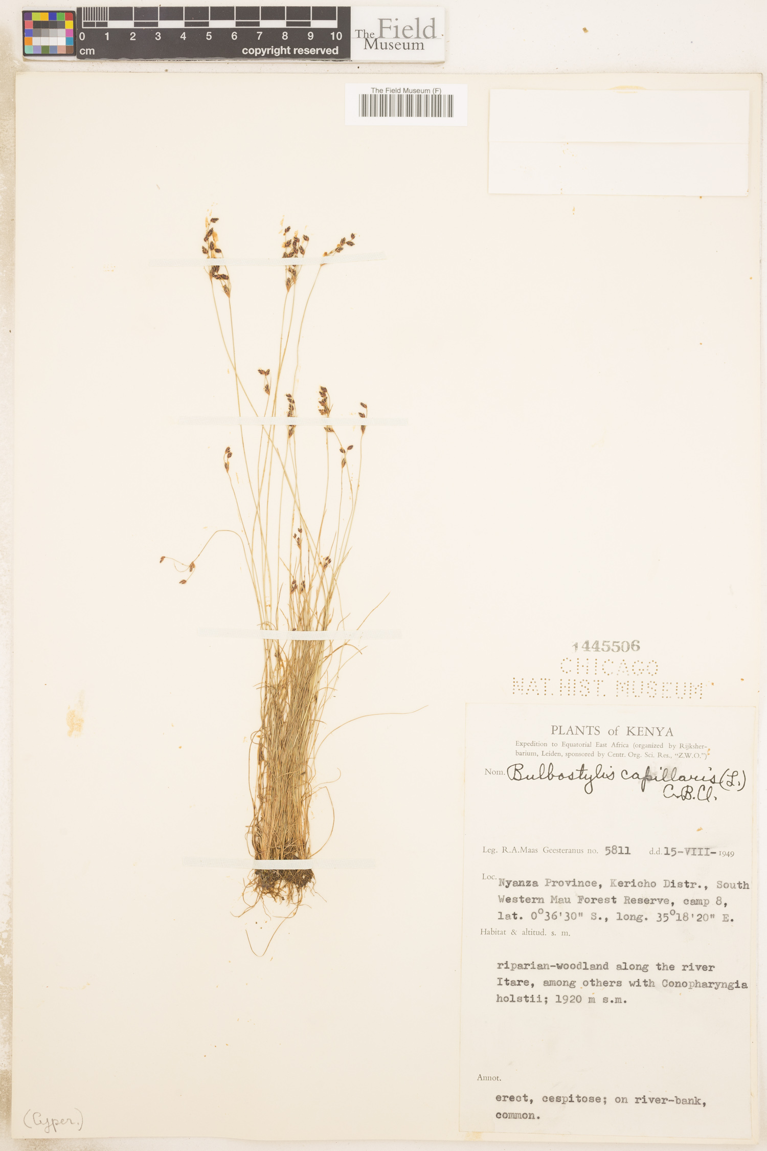 Bulbostylis capillaris image