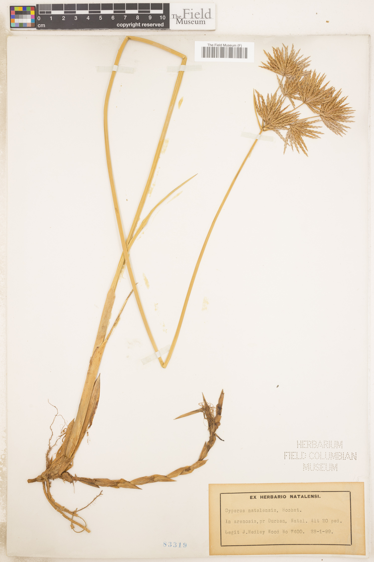 Cyperus natalensis image