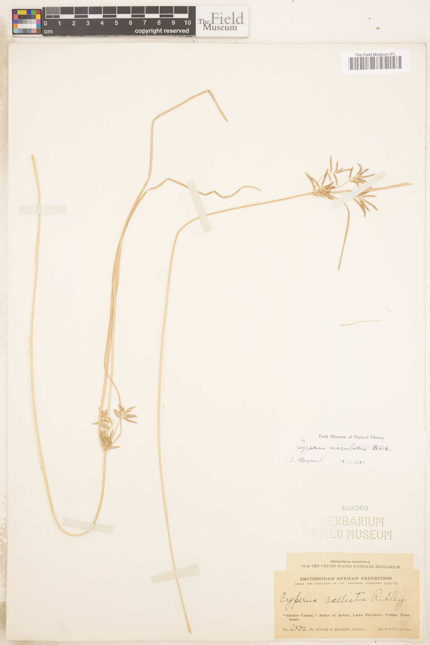 Cyperus maculatus image