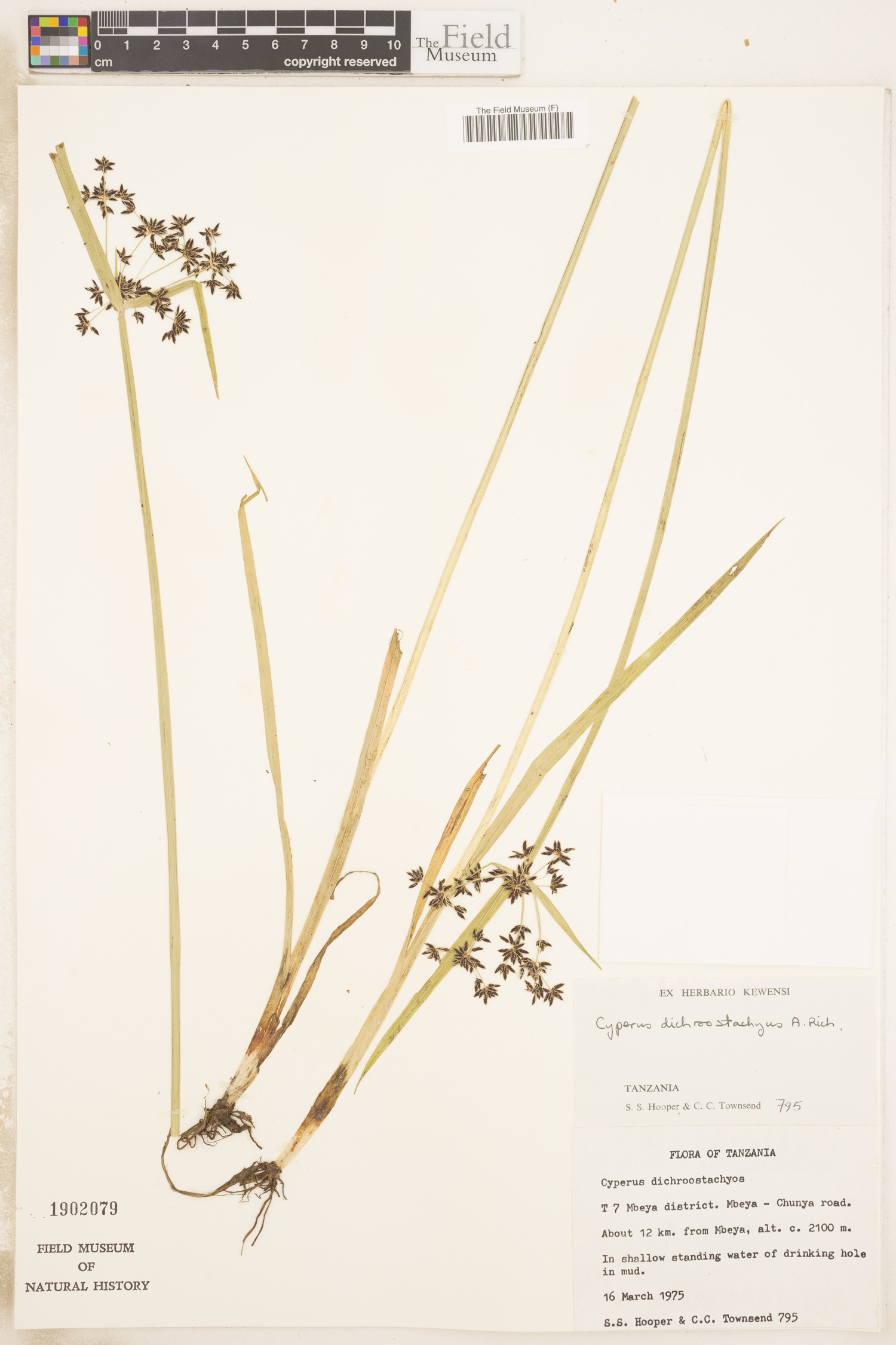 Cyperus dichrostachyus image