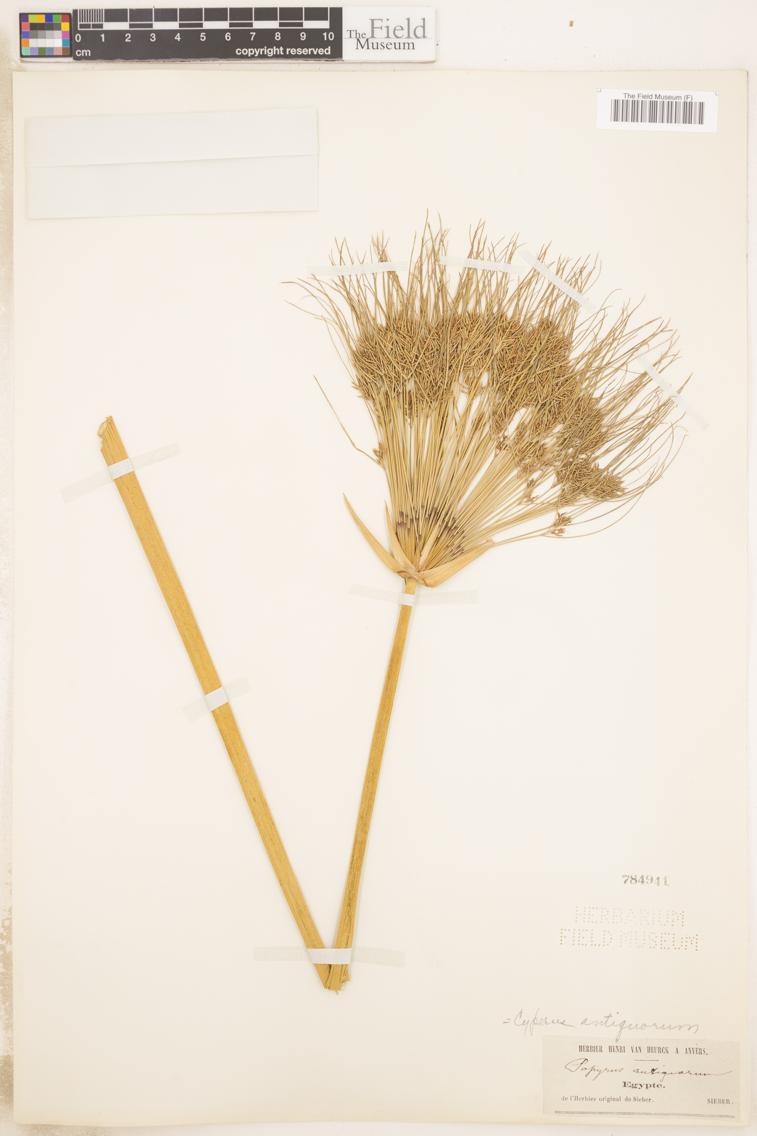 Cyperus papyrus image