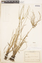 Pycreus cuanzensis image