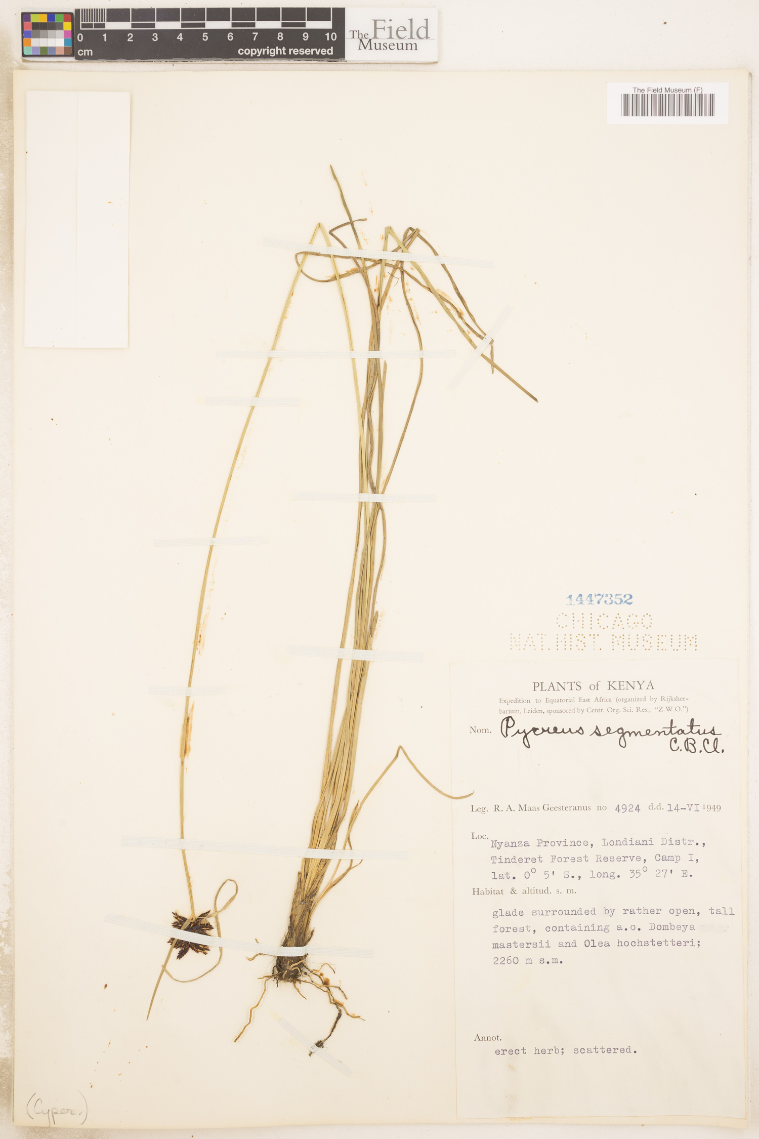 Pycreus segmentatus image