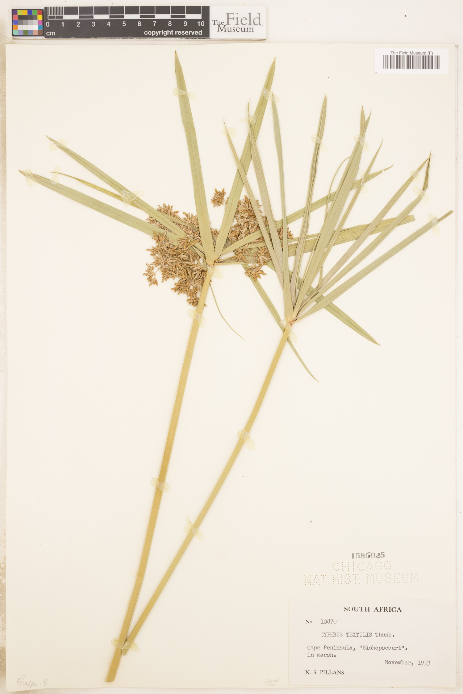 Cyperus textilis image