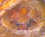 Satilatlas arenarius female epigynum