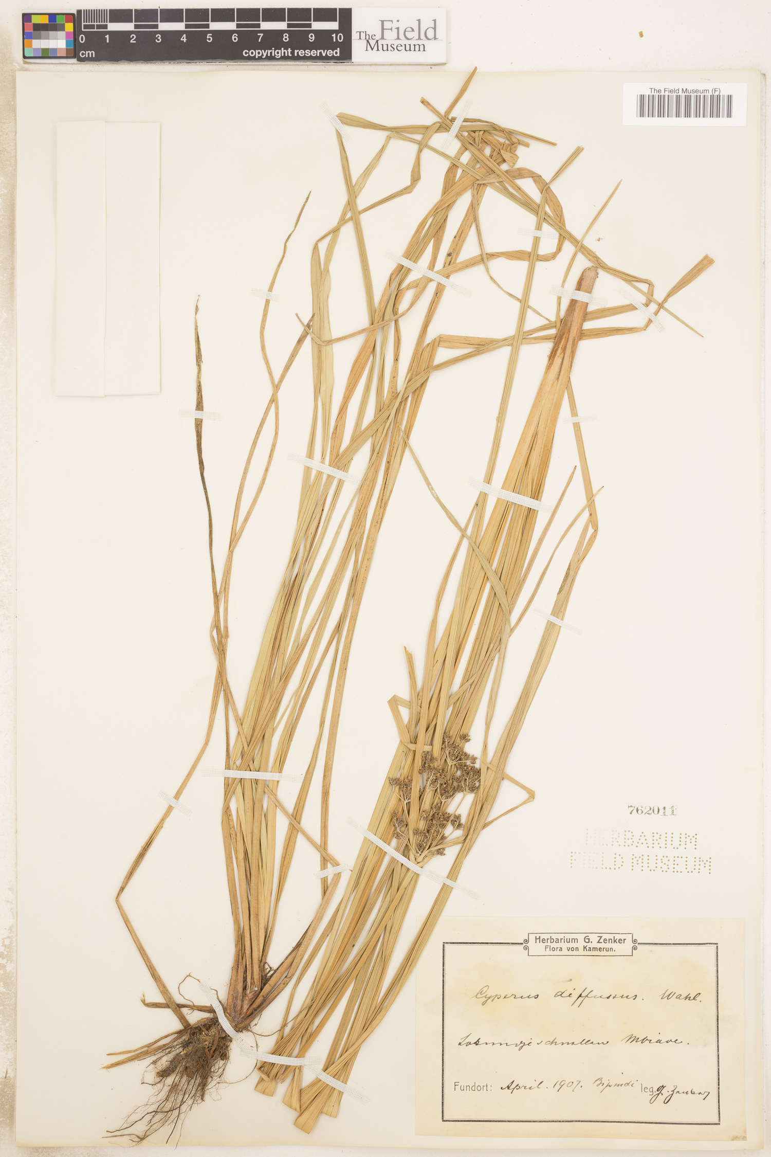 Cyperus laxus subsp. laxus image