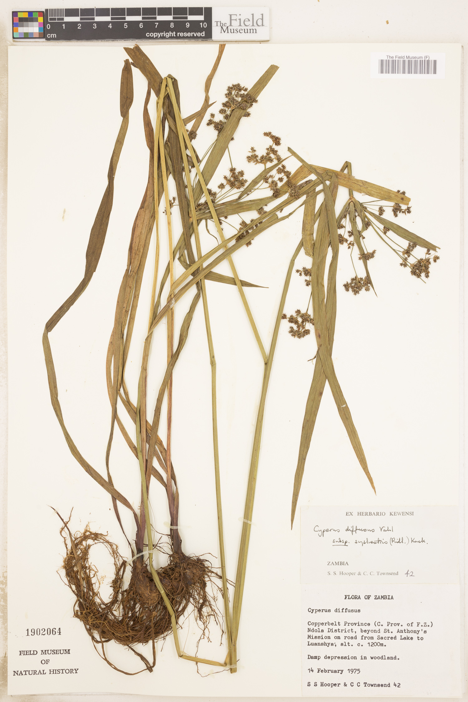 Cyperus laxus image