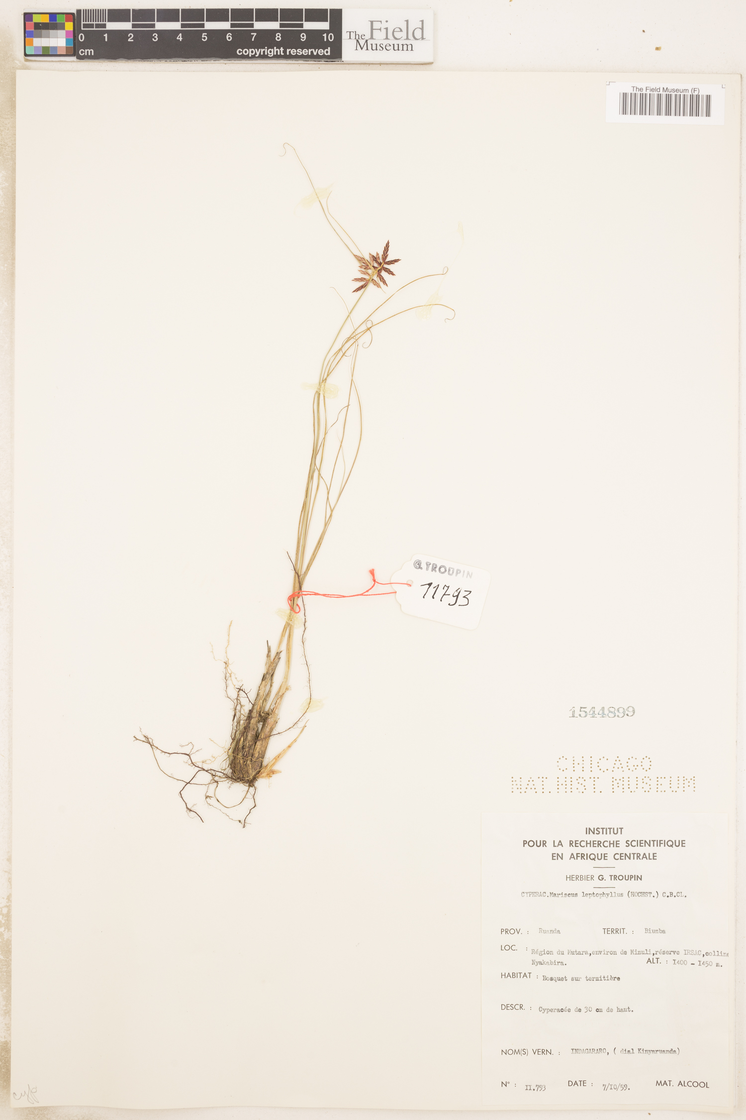 Mariscus amauropus image