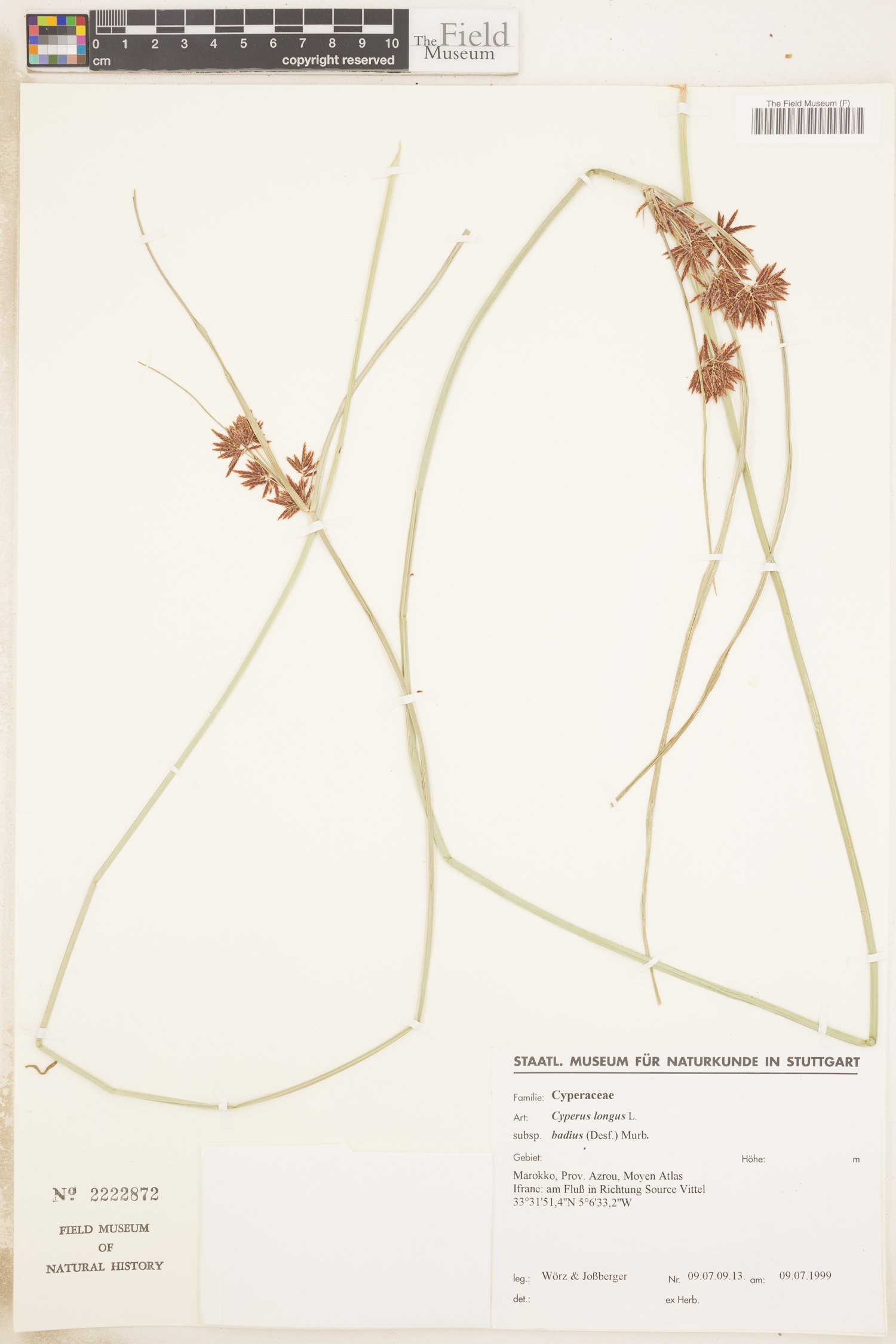 Cyperus schimperianus image