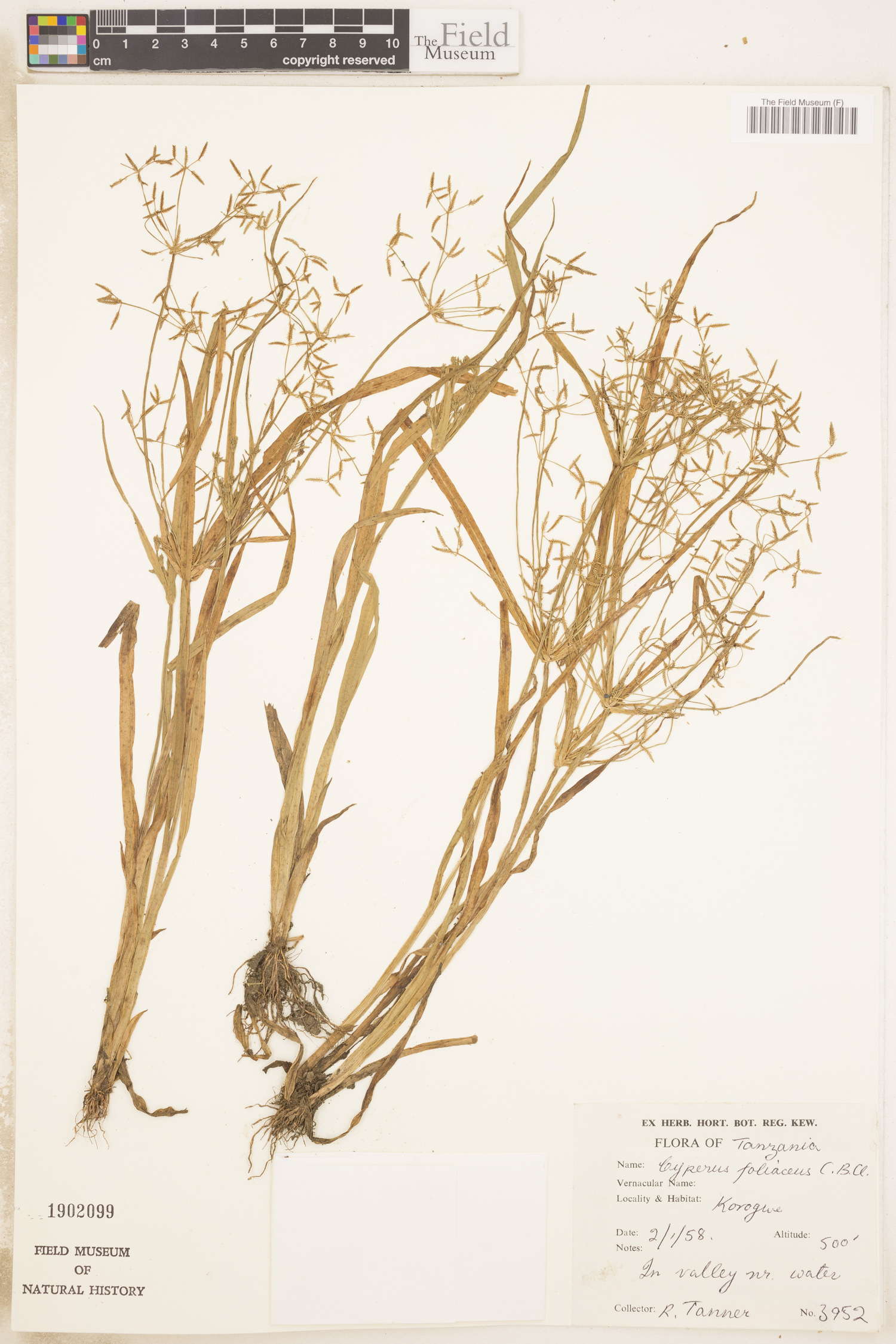 Cyperus foliaceus image